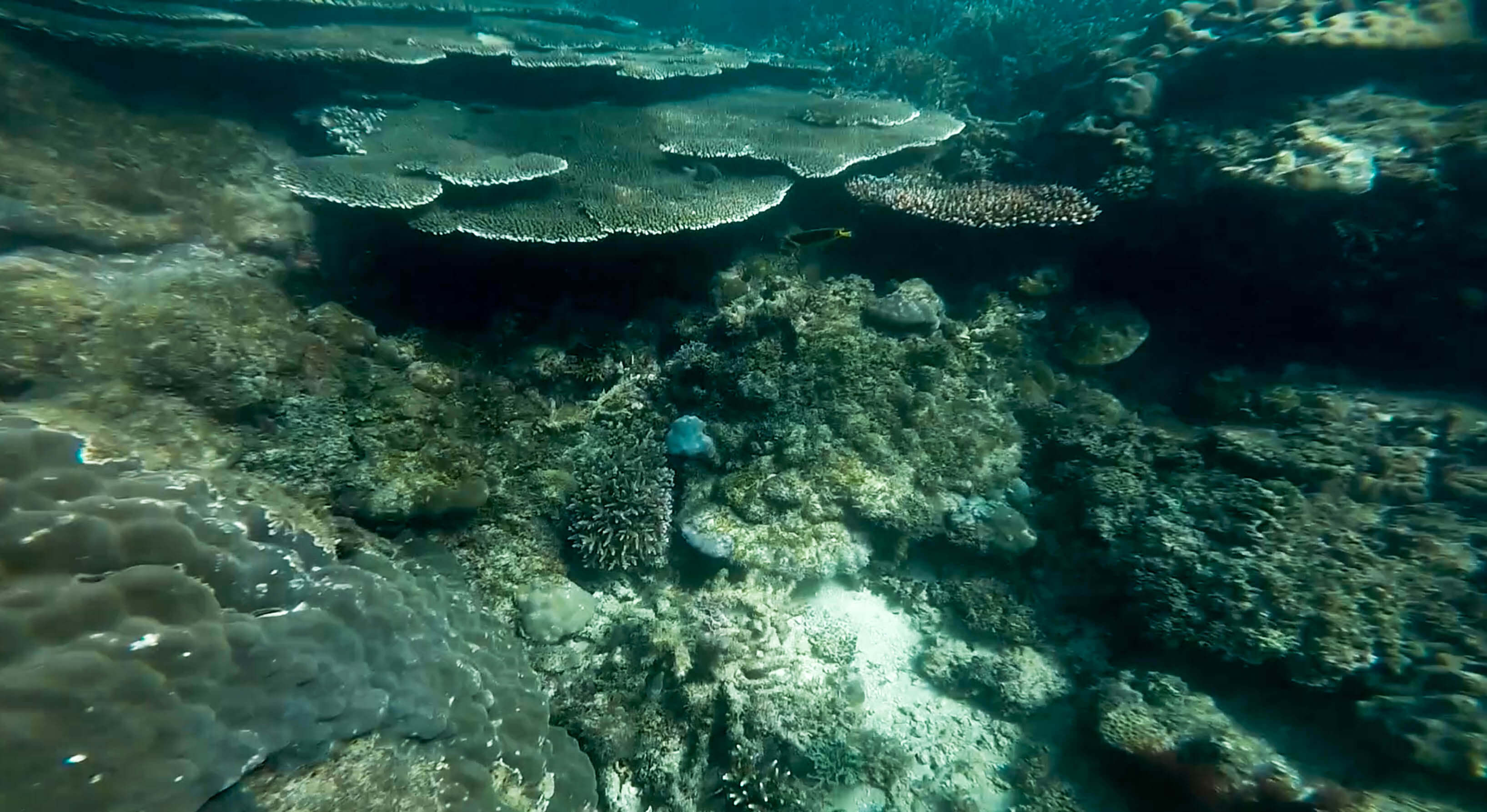 coral and snorkeling at hundred islands nature park in pangasinan philippines